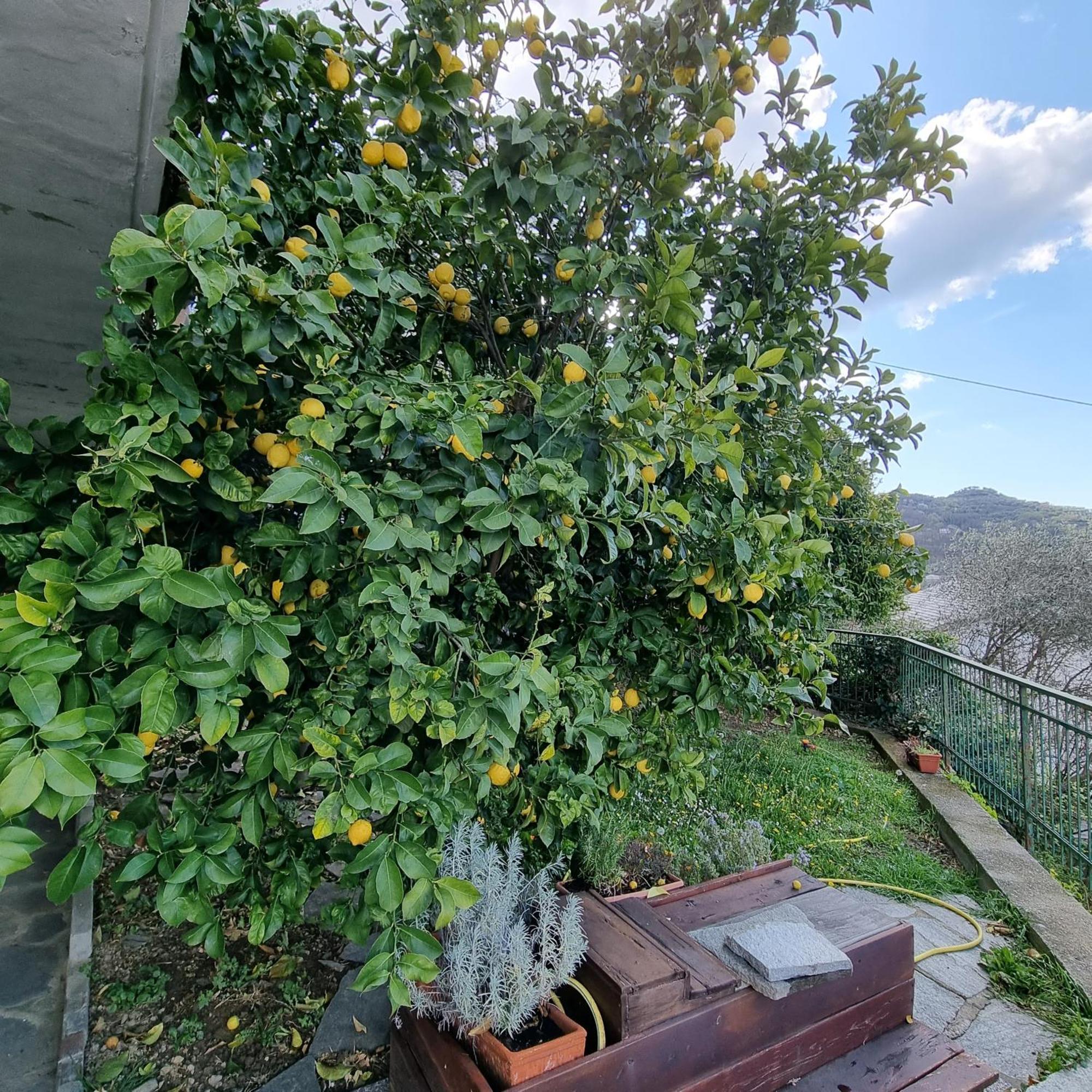 B&B La Terrazza Sui Fieschi Cogorno Ngoại thất bức ảnh